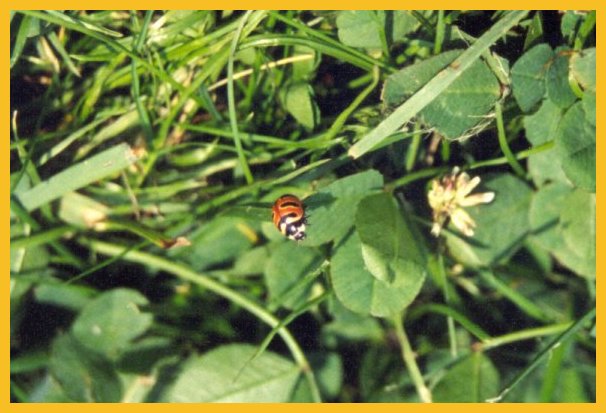ladybug