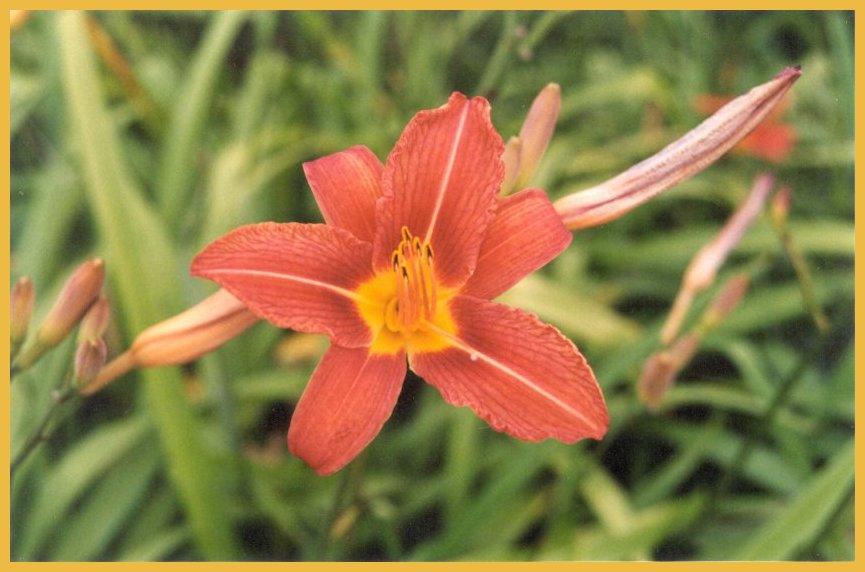 flowers1